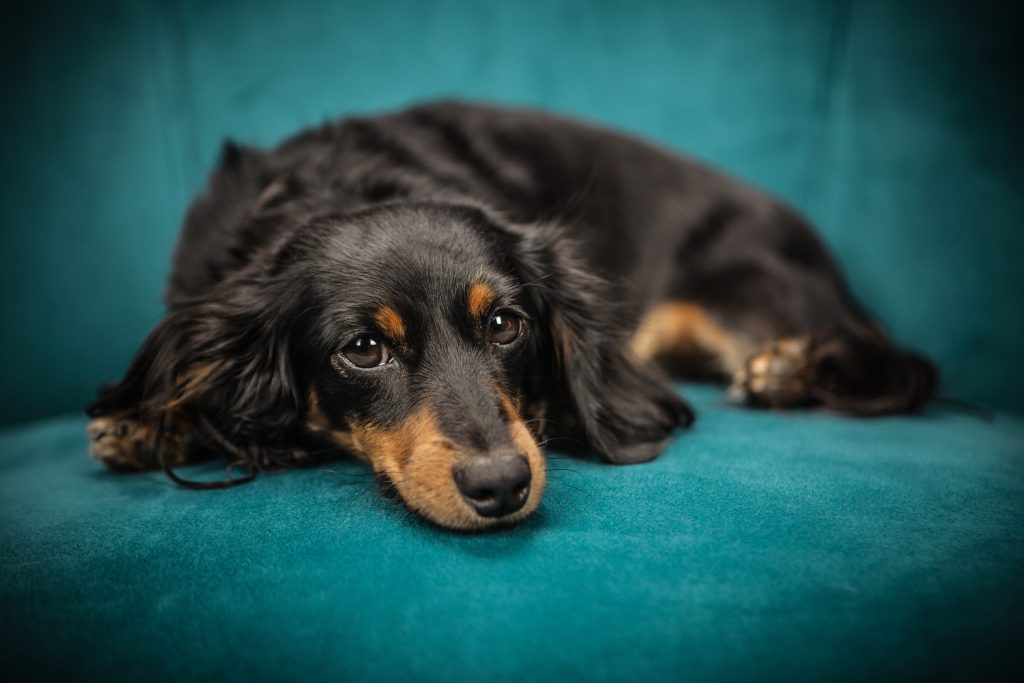 dachshund dog breed - Healthier Pets Today