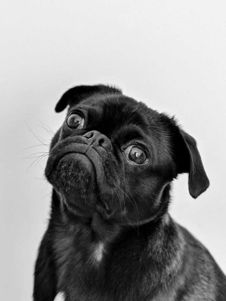 little black pug - Healthier Pets Today