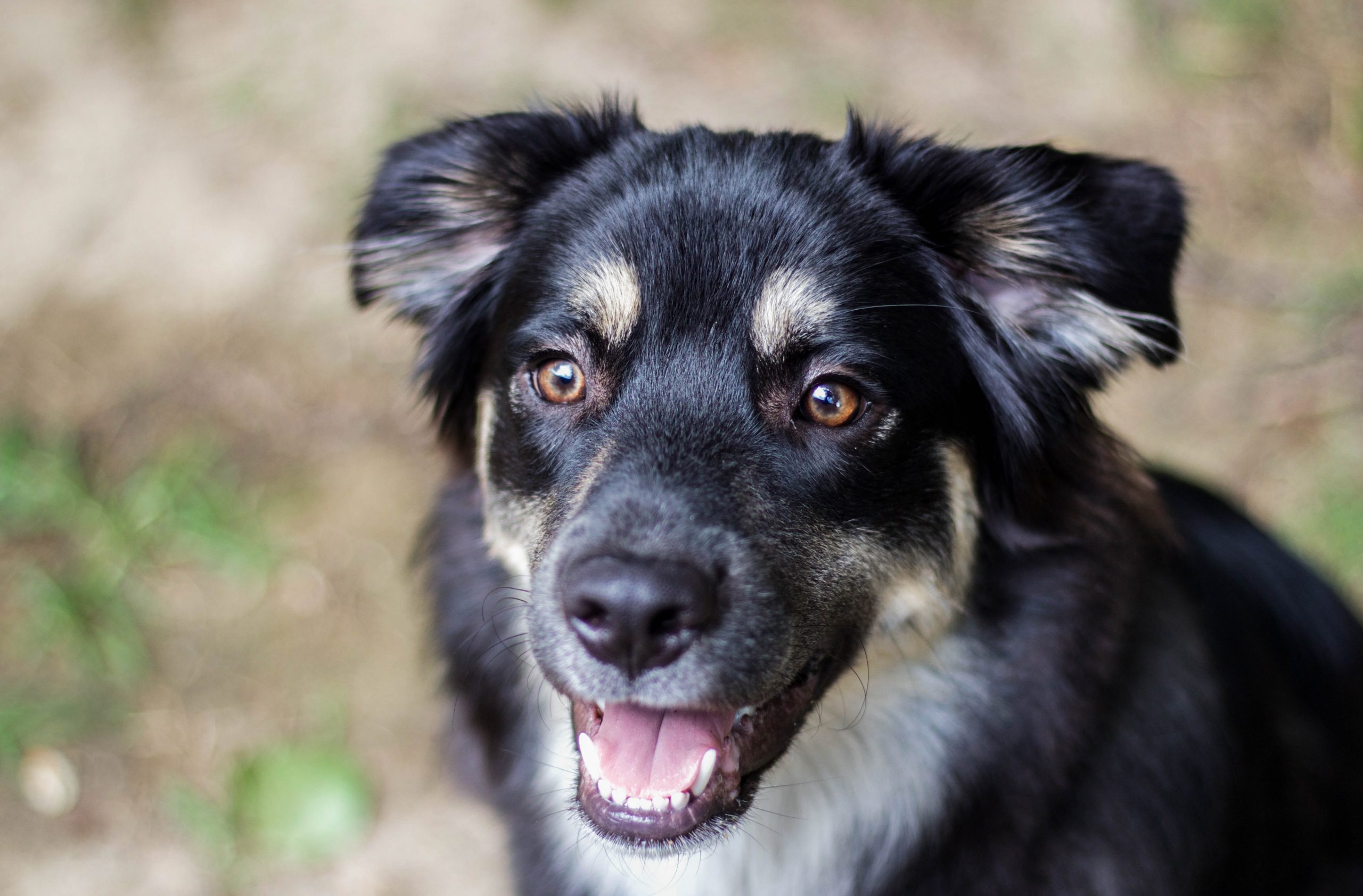 german shepherd puppies - Healthier Pets Today