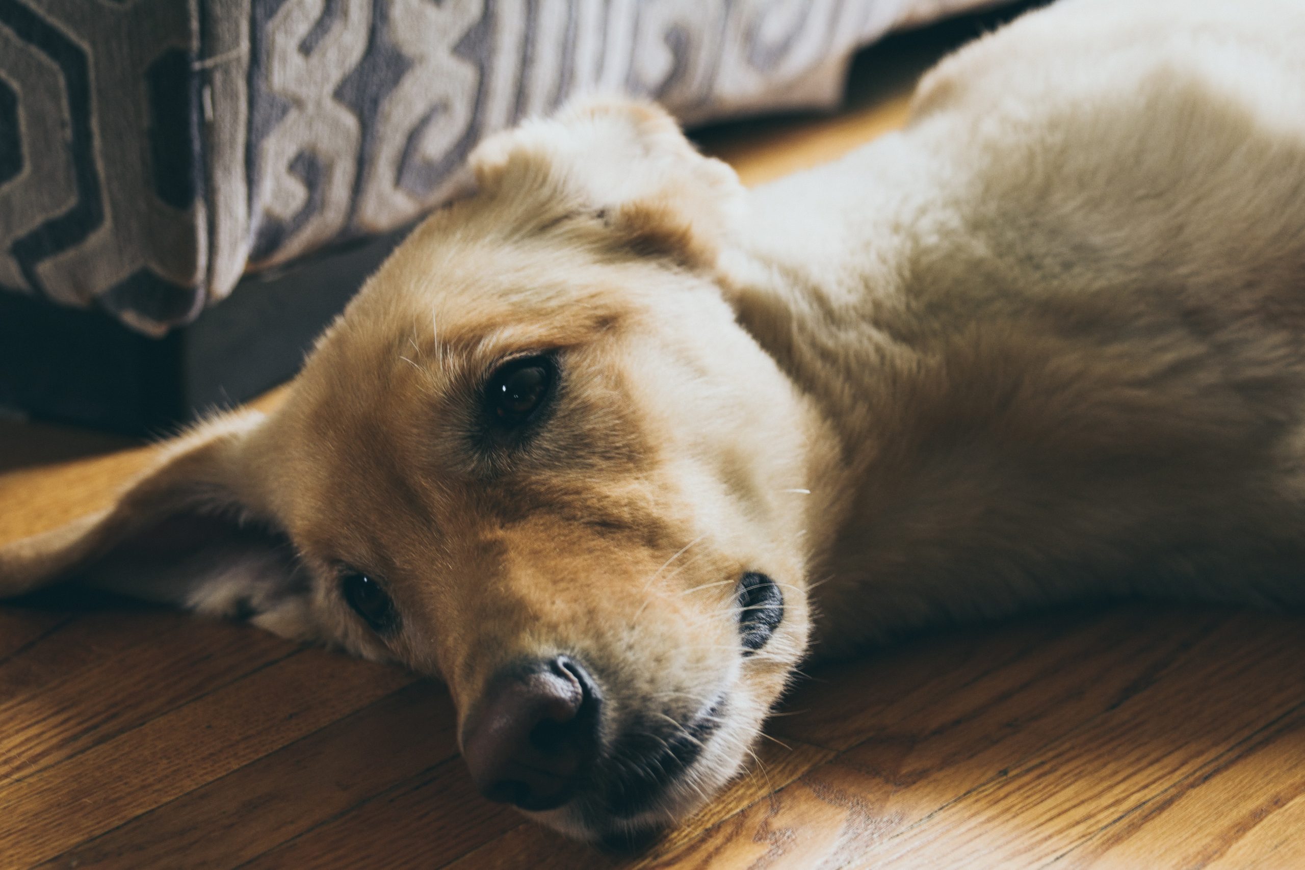 How to Make an Adult Labrador Retriever Happier and Healthier! - Healthier Pets Today