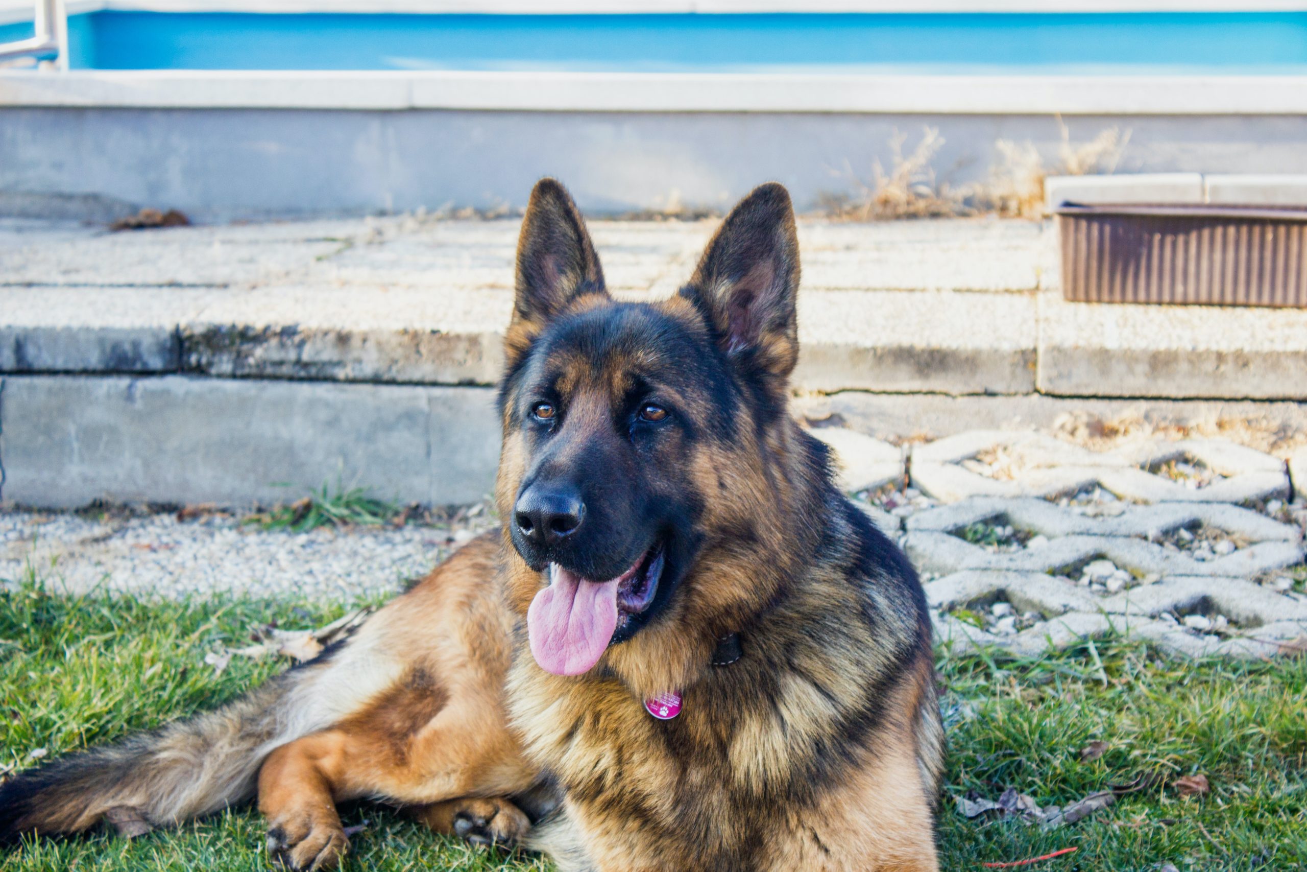 long haired german shepherd - Healthier Pets Today!