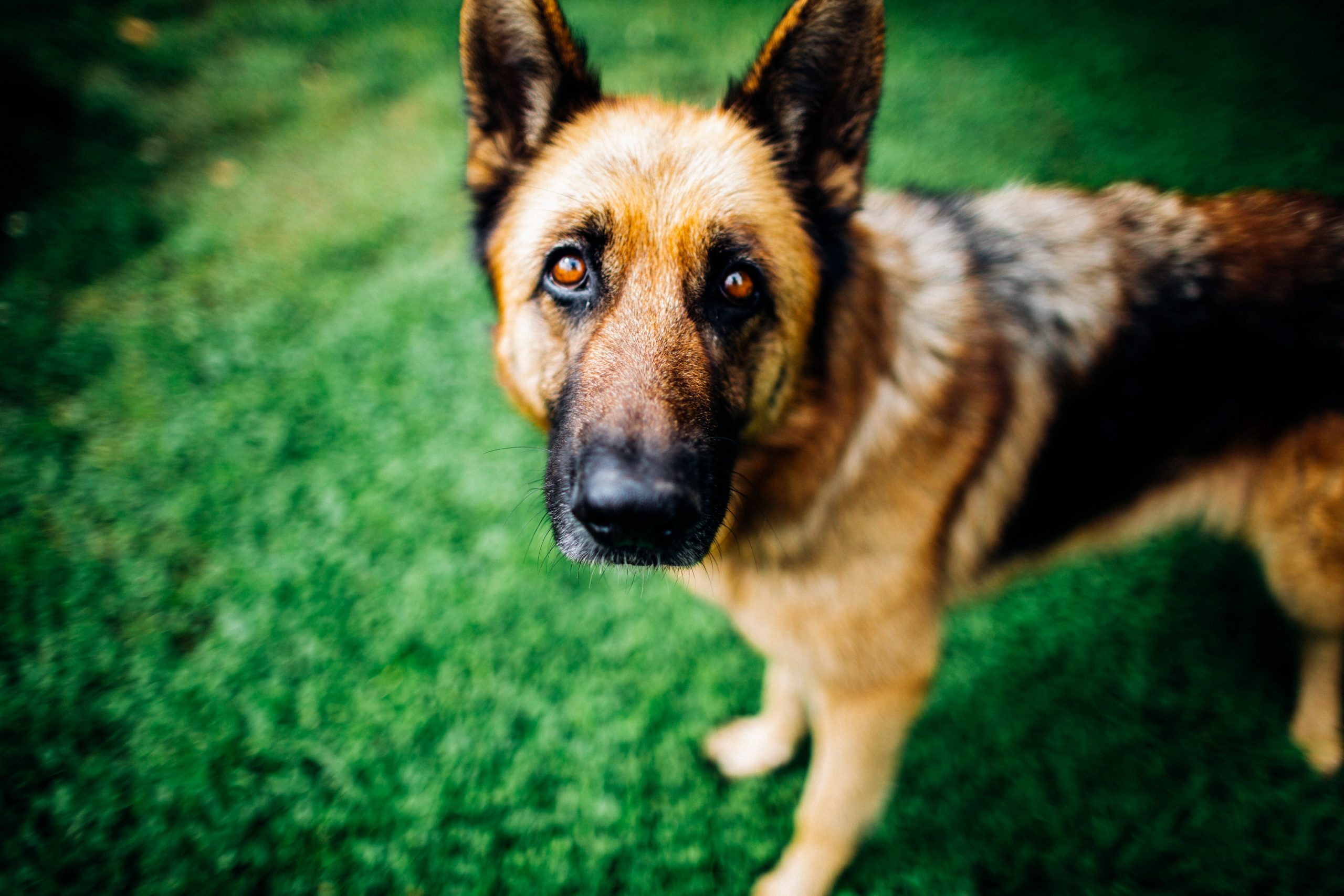 How to Care for a Full Breed German Shepherd? - Healthier Pets Today