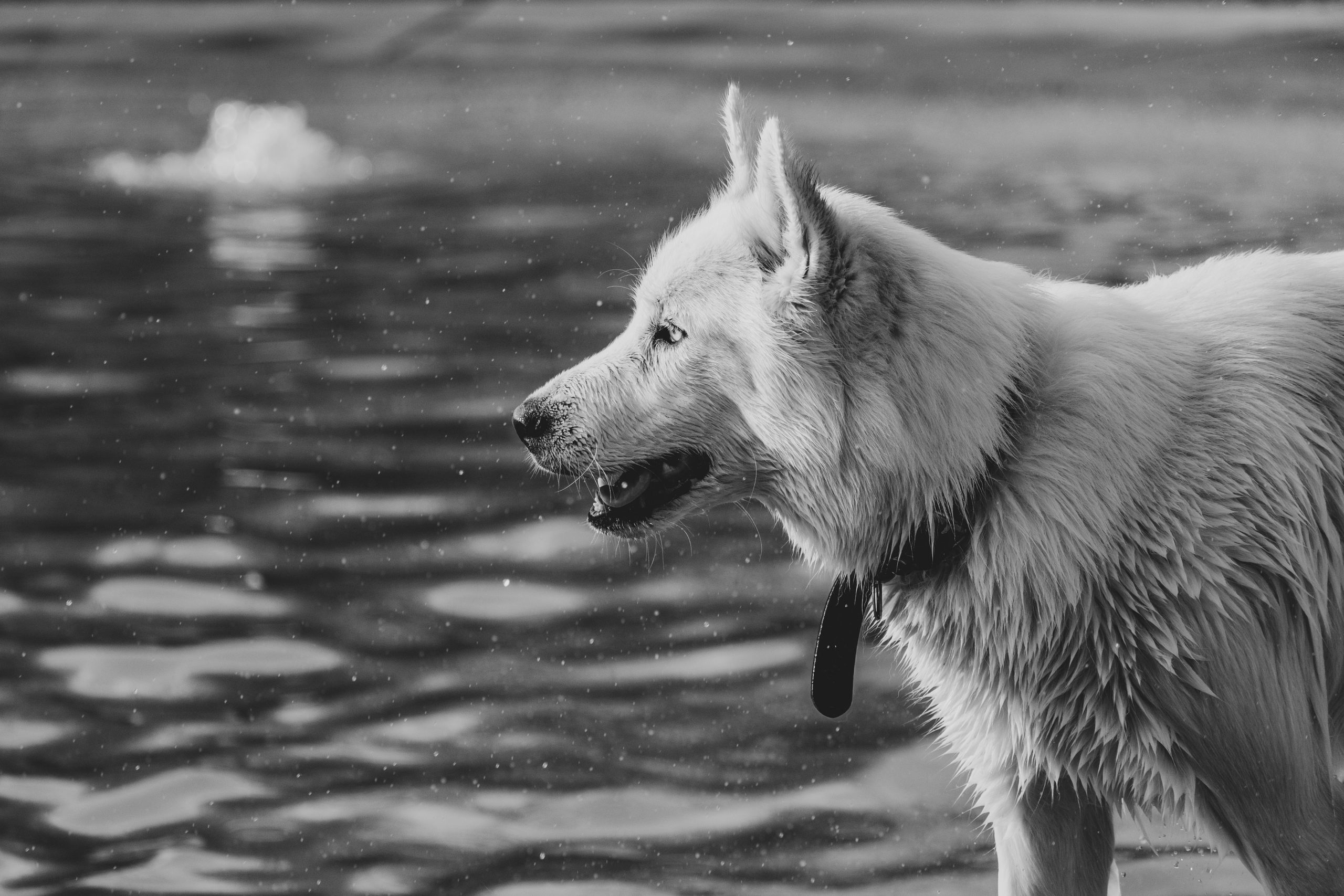 How to Care for a Full Breed German Shepherd? - Healthier Pets Today