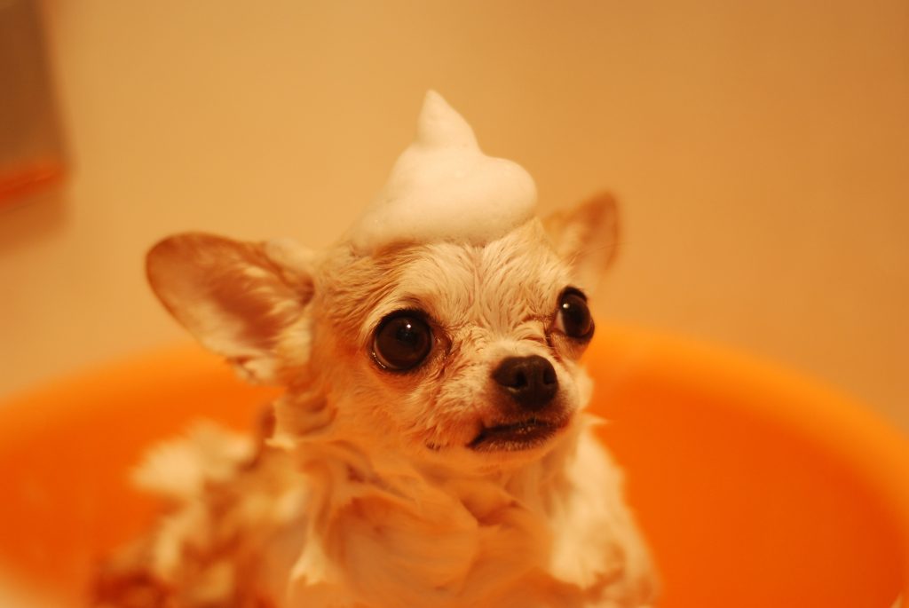 dog breed chihuahua - Healthier Pets Today!