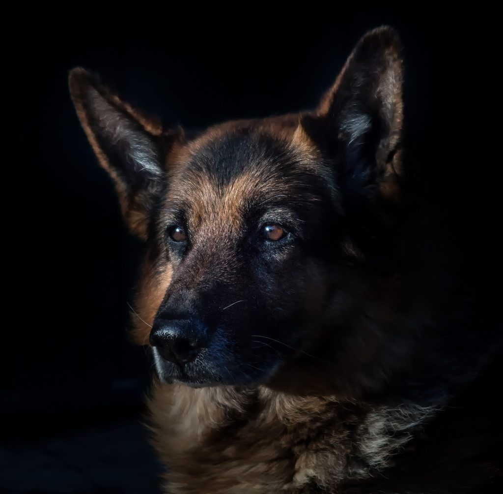 full breed german shepherd - Healthier Pets Today