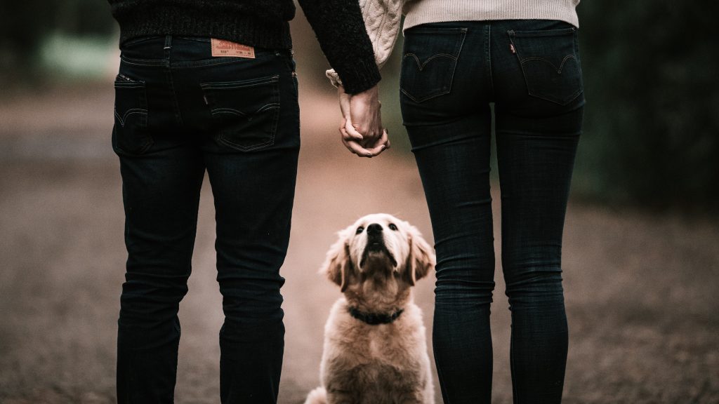 Original Labrador Puppy Food - The 5 Best Lab Puppy Food - Healthier Pets Today