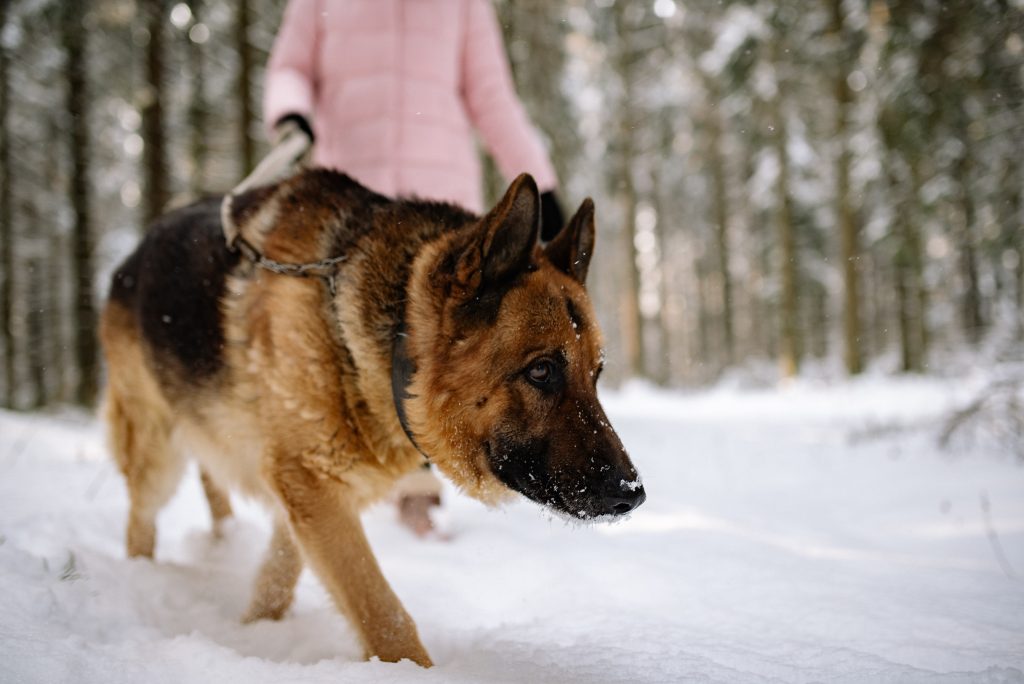american german shepherd - Healthier Pets Today