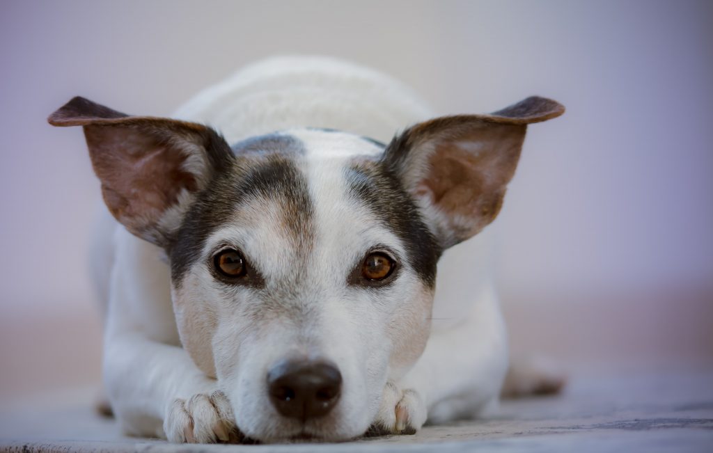 dog breed jack russell - Healthier Pets Today