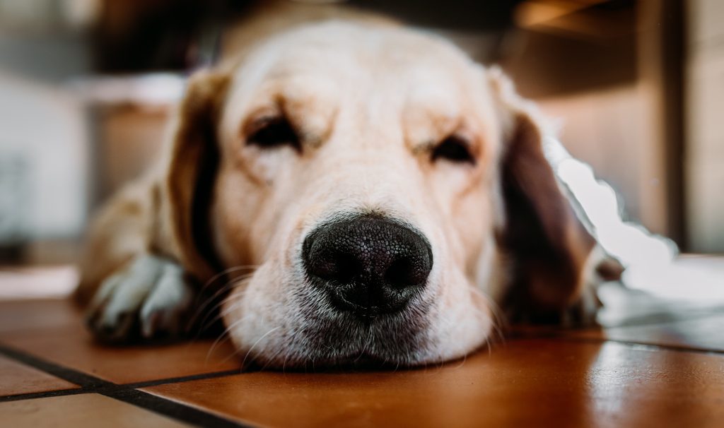 Female Labrador Puppy - Healthier Pets Today