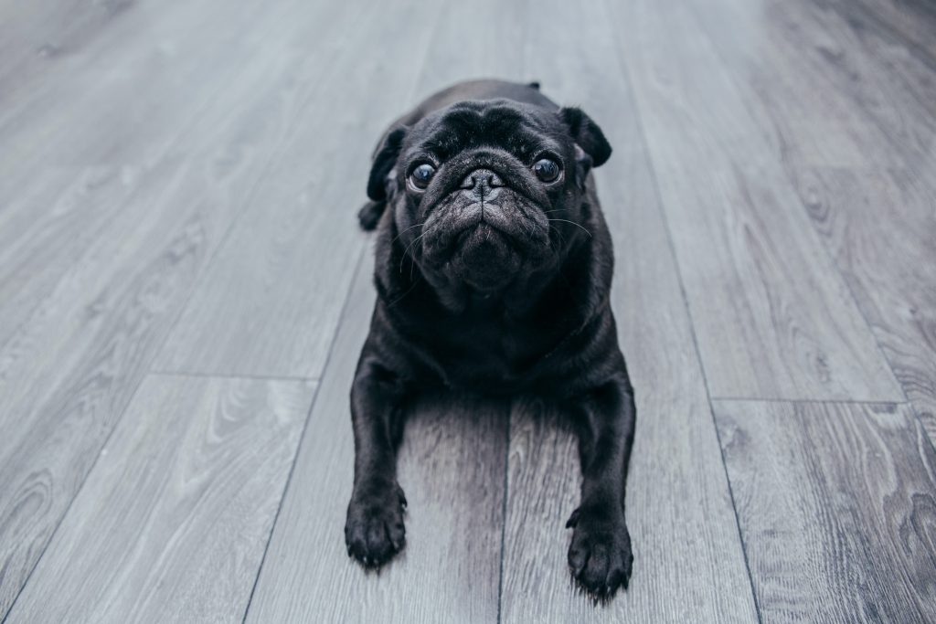 best food for pugs - Healthier Pets Today