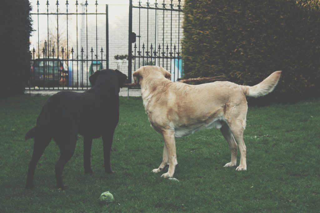 Black and White Labrador - Healthier Pets Today
