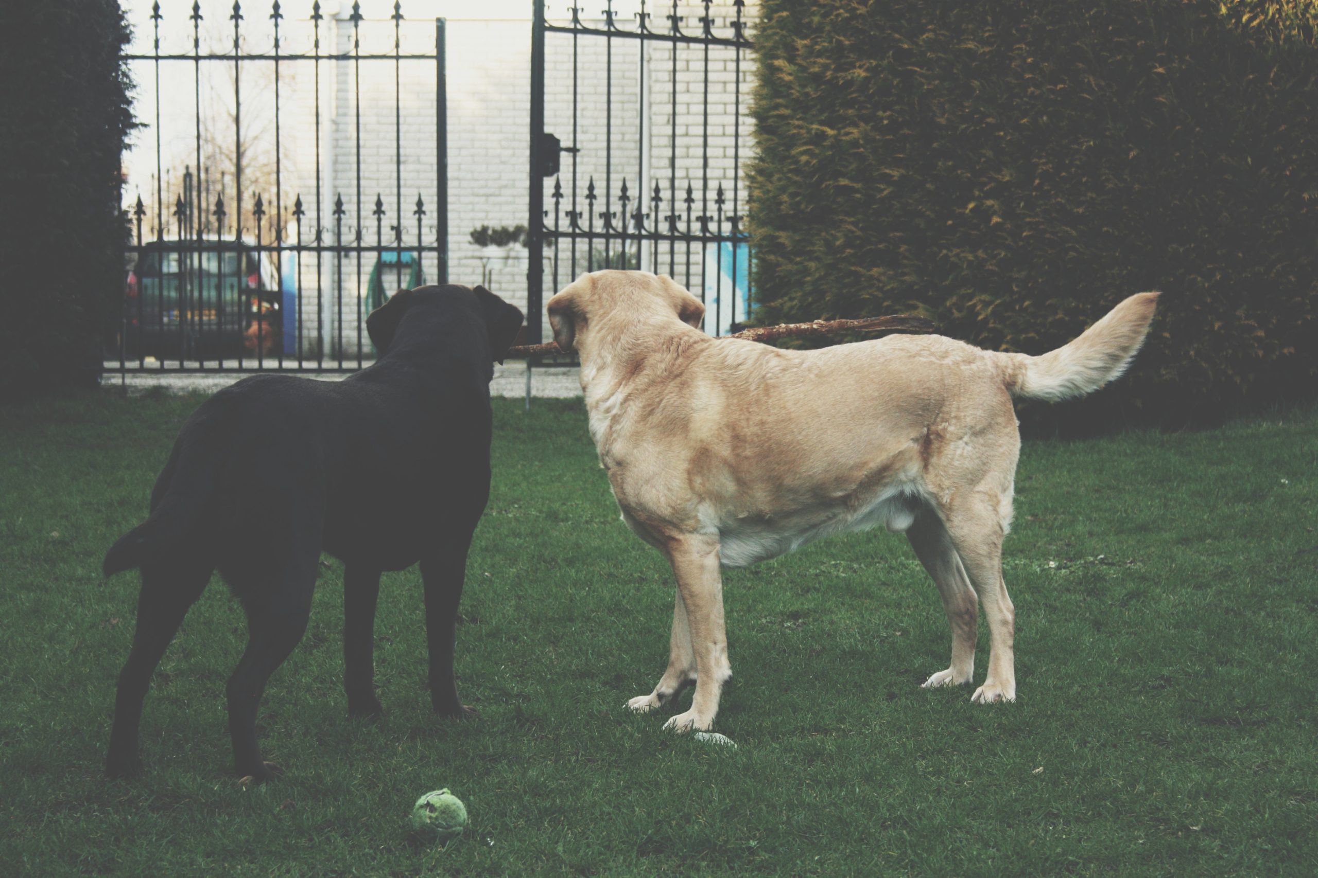 Black and White Labrador - Healthier Pets Today