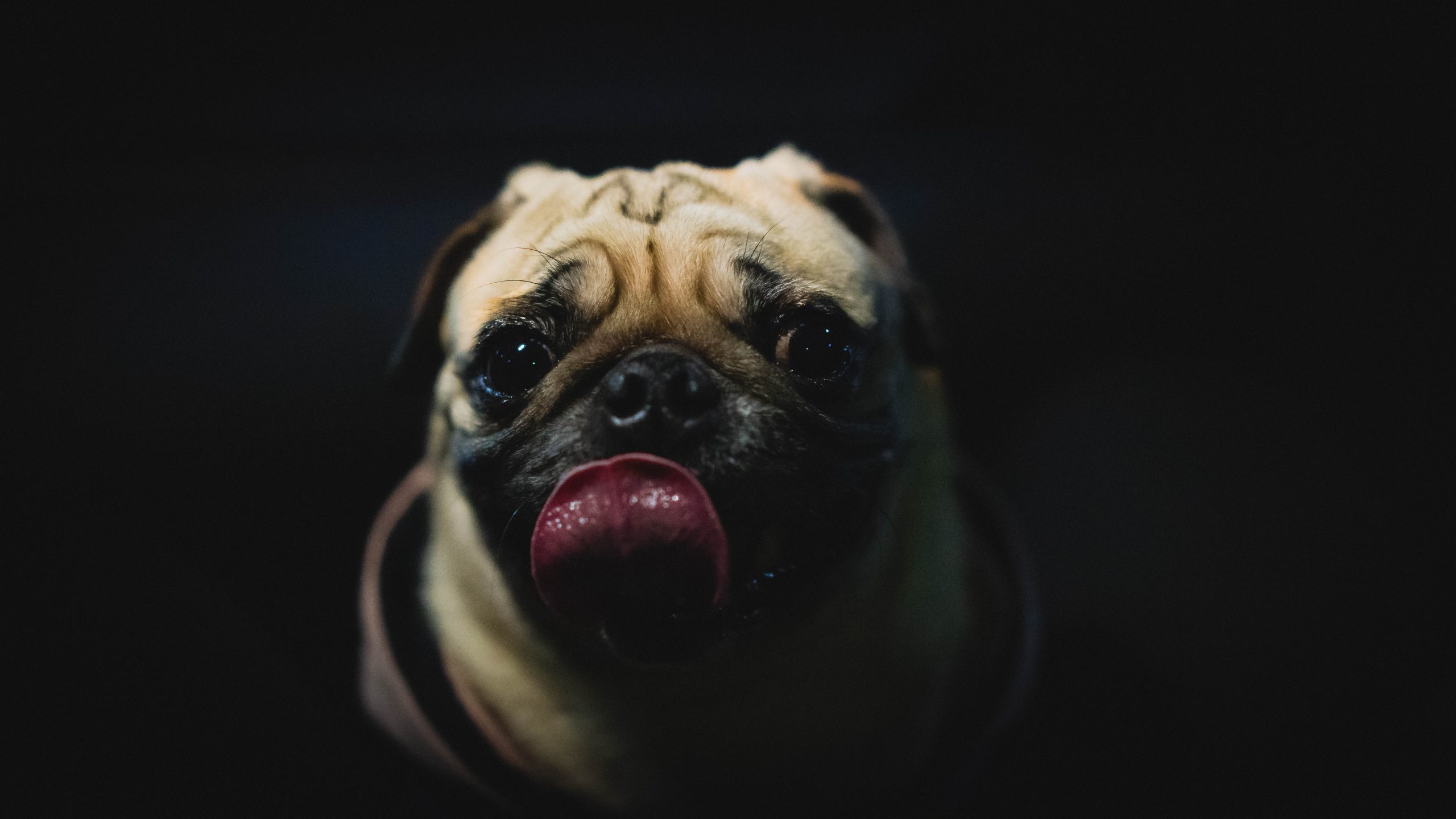 Pug Dog Puppy -Healthier Pets Today