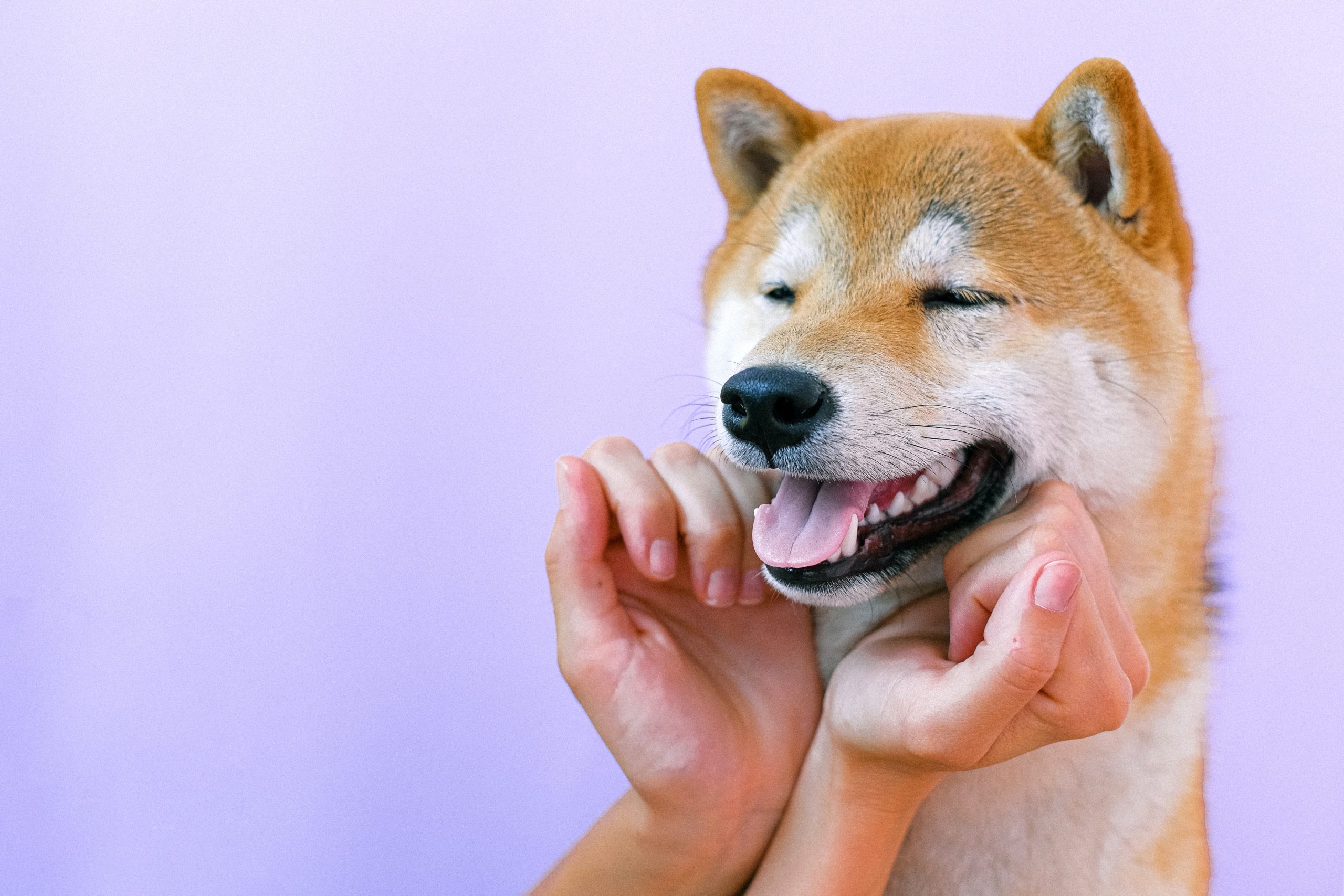 shiba inu puppy - Healthier Pets Today