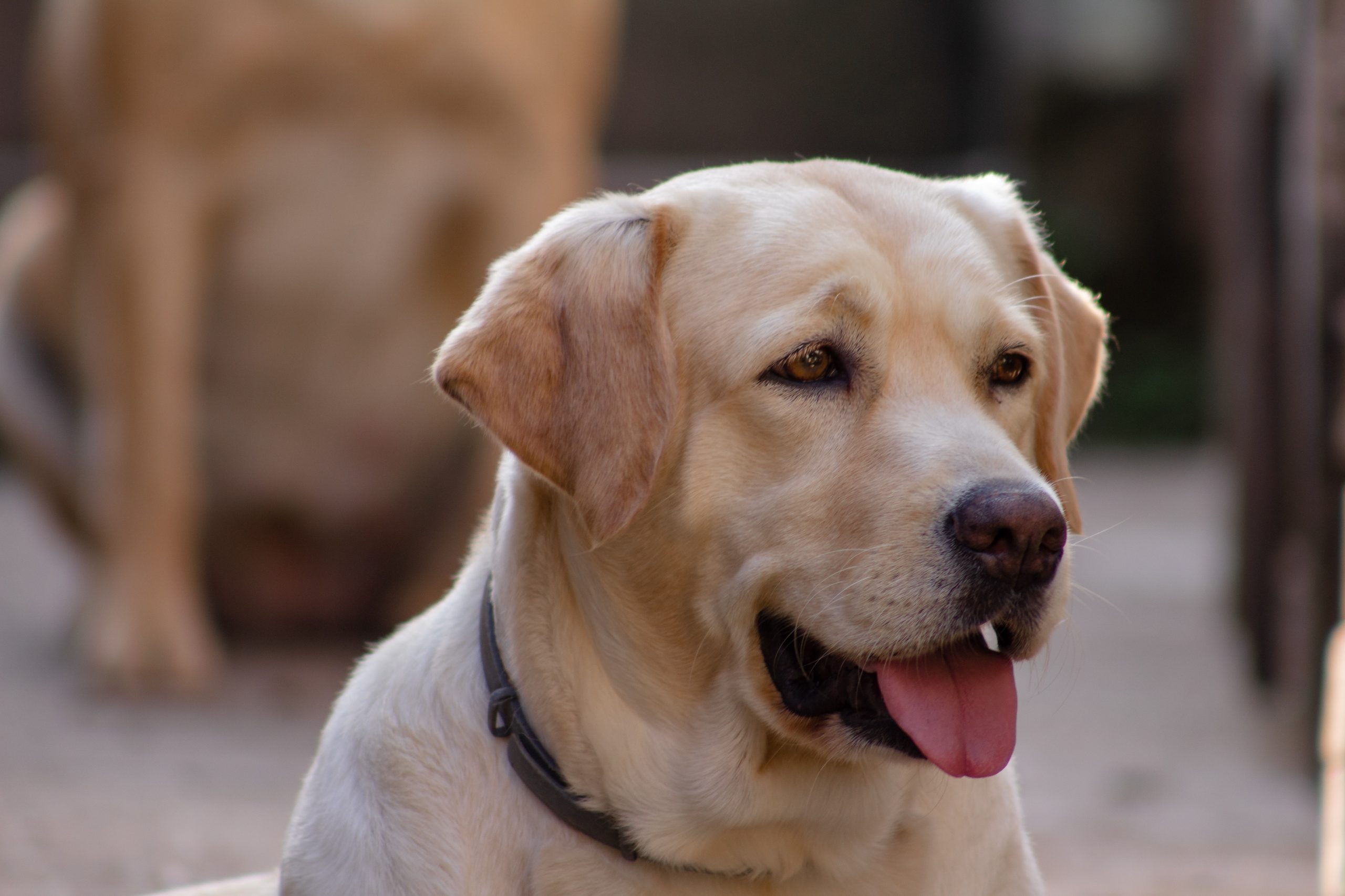 short haired golden retriever - Healthier Pets Today