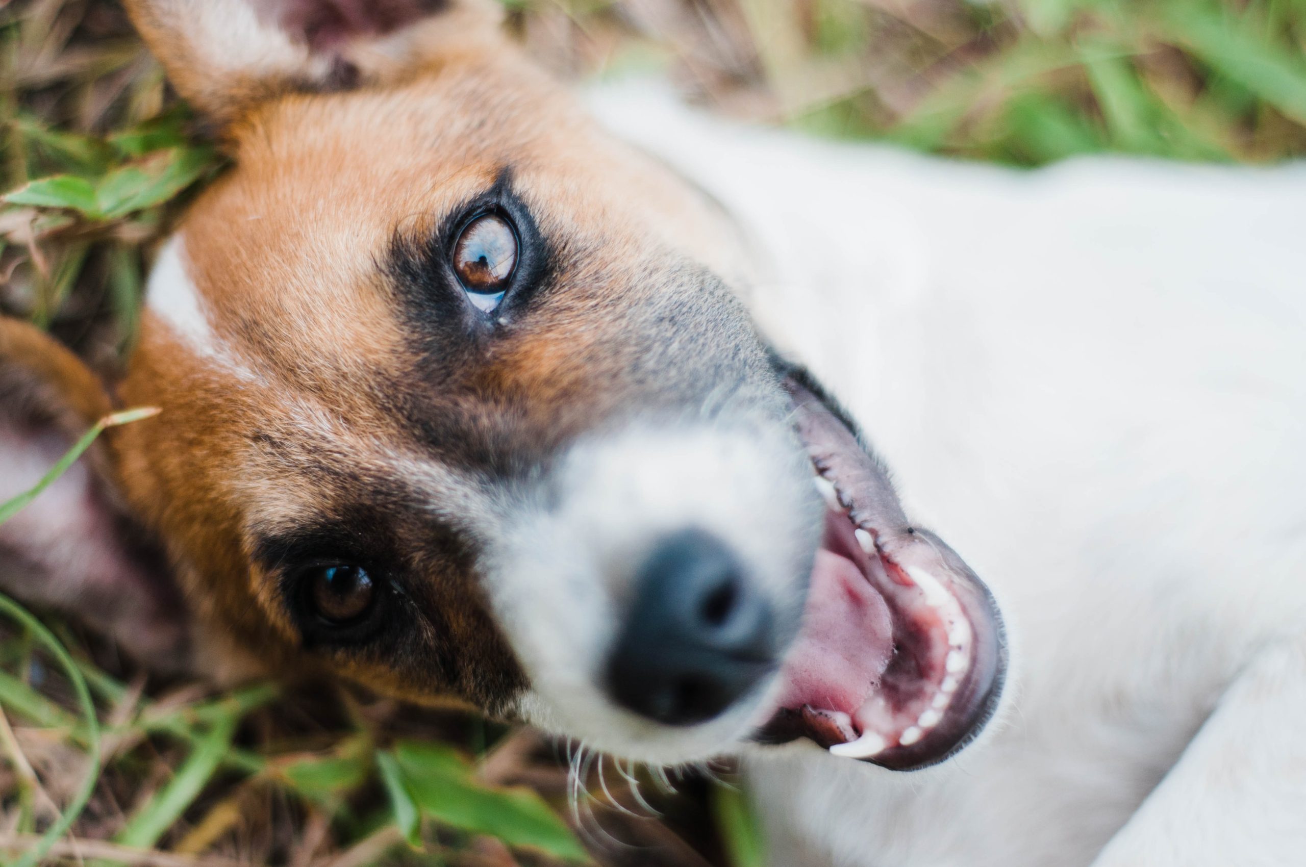 dog breed jack russell - Healthier Pets Today