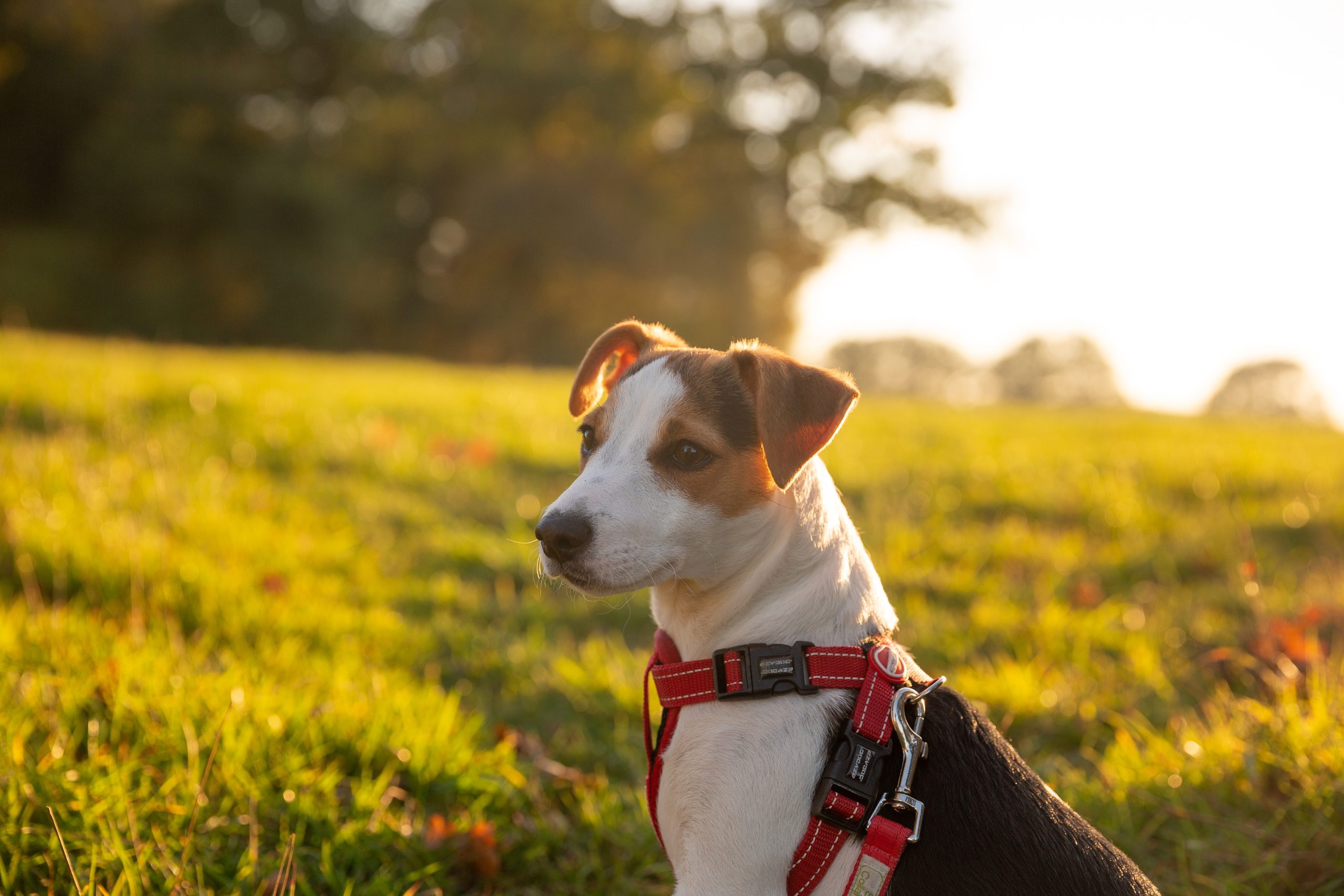 Keyword - jack russell puppies - Healthier Pets Today