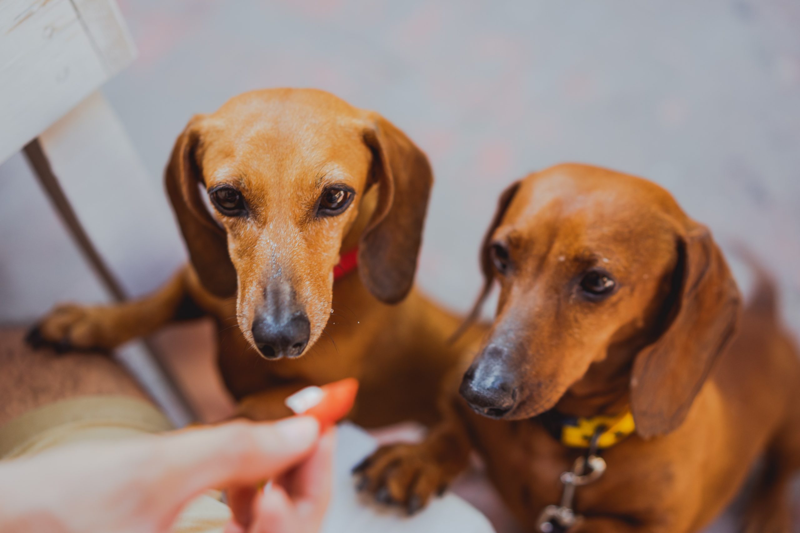 dachshund dog breed - Healthier Pets Today