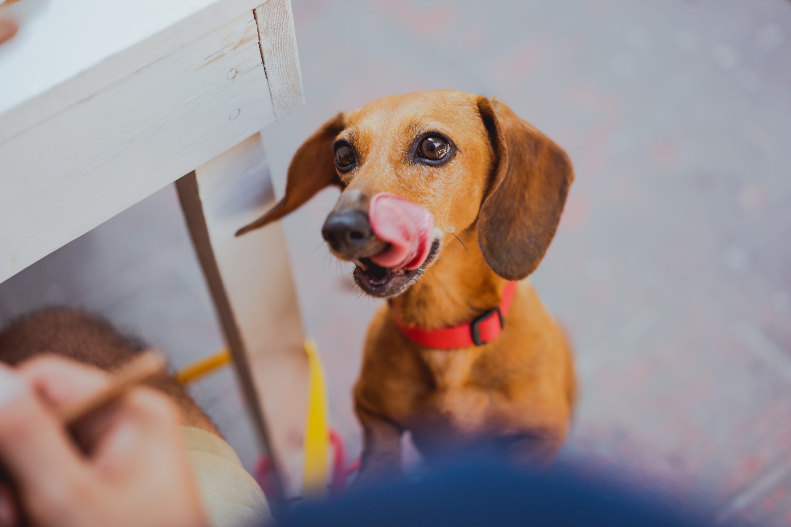 best food for dachshunds - Healthier Pets Today