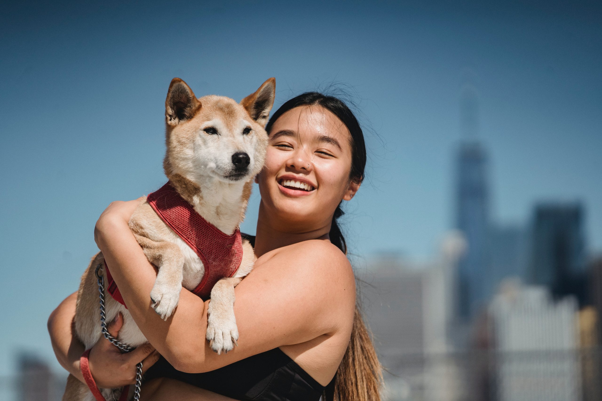 Keyword - shiba inu dog breed - Healthier Pets Today
