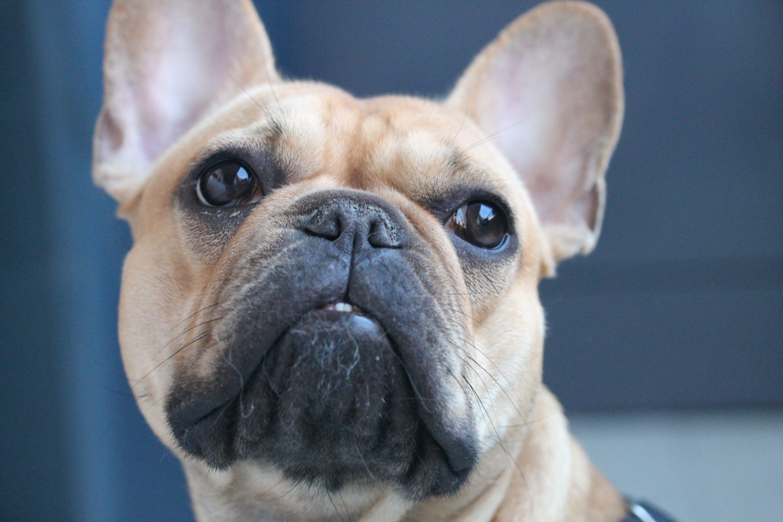 french bulldog puppies - Healthier Pets Today