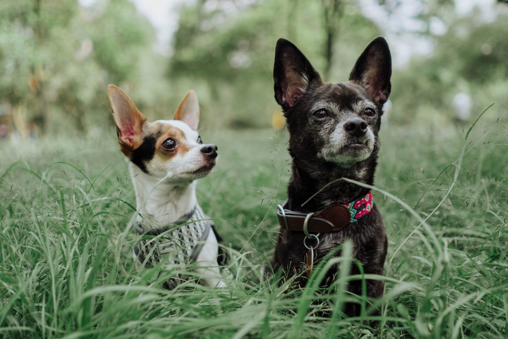 dog breed chihuahua - Healthier Pets Today