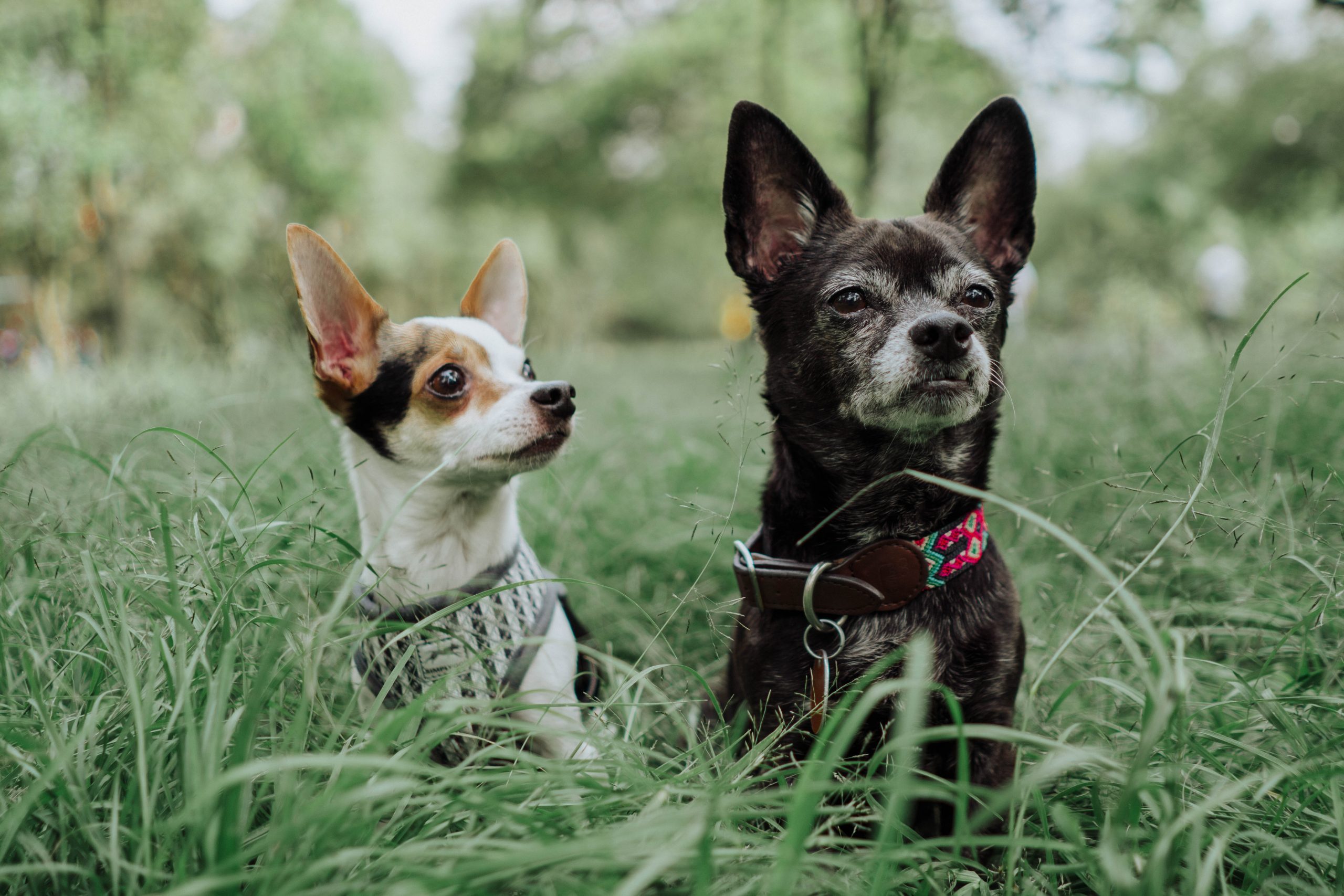 dog breed chihuahua - Healthier Pets Today