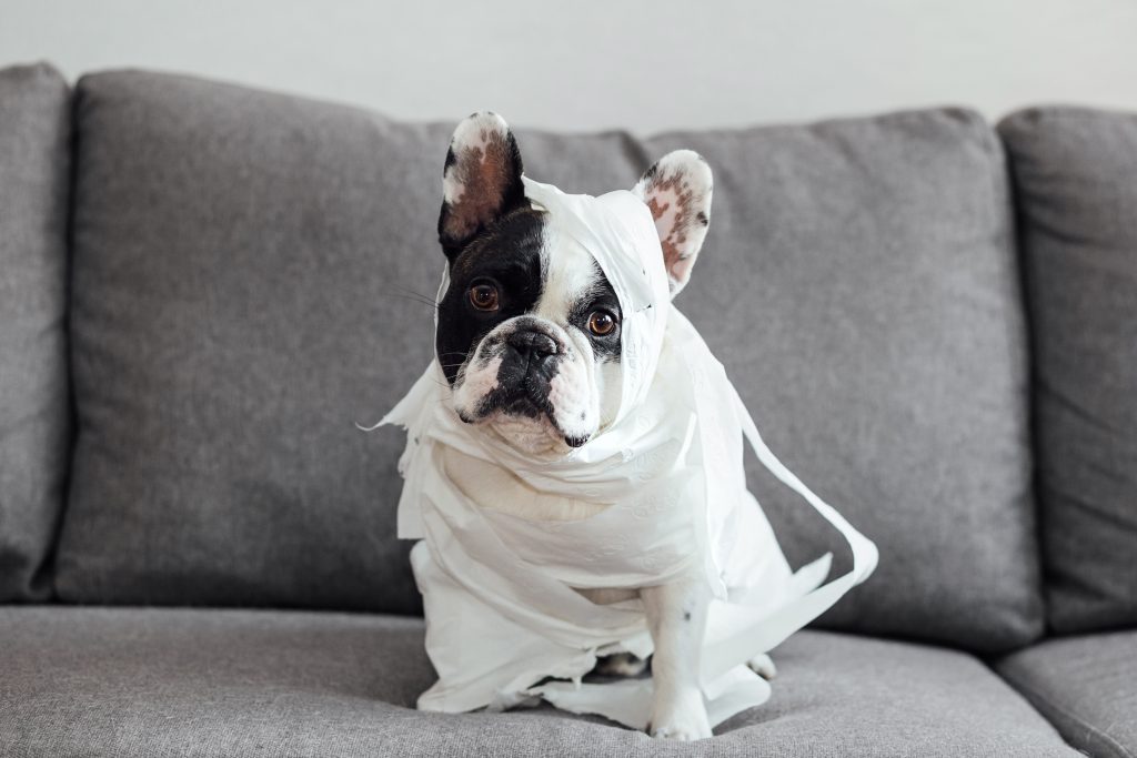 french bulldog black and white - Healthier Me Today
