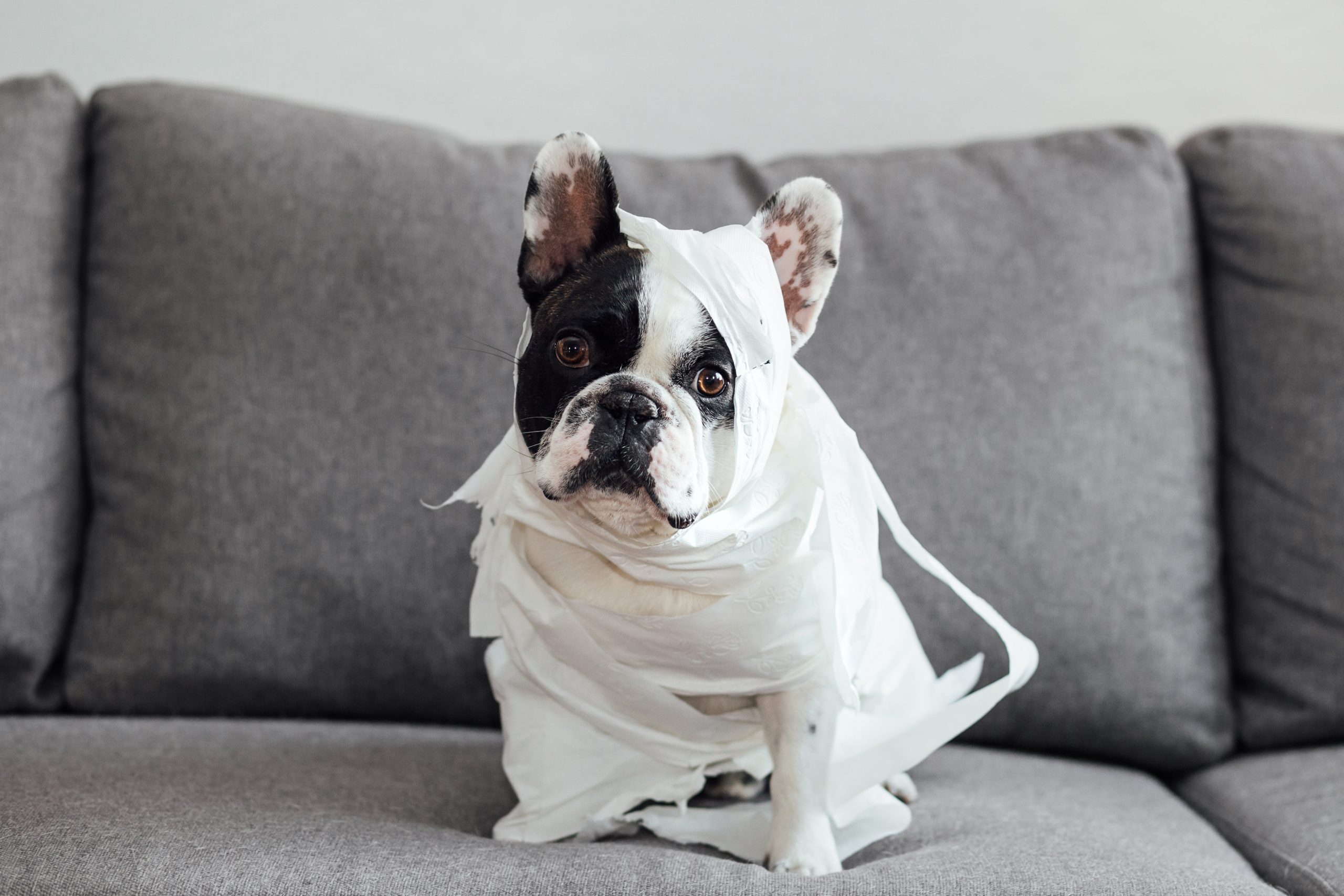 french bulldog black and white - Healthier Me Today