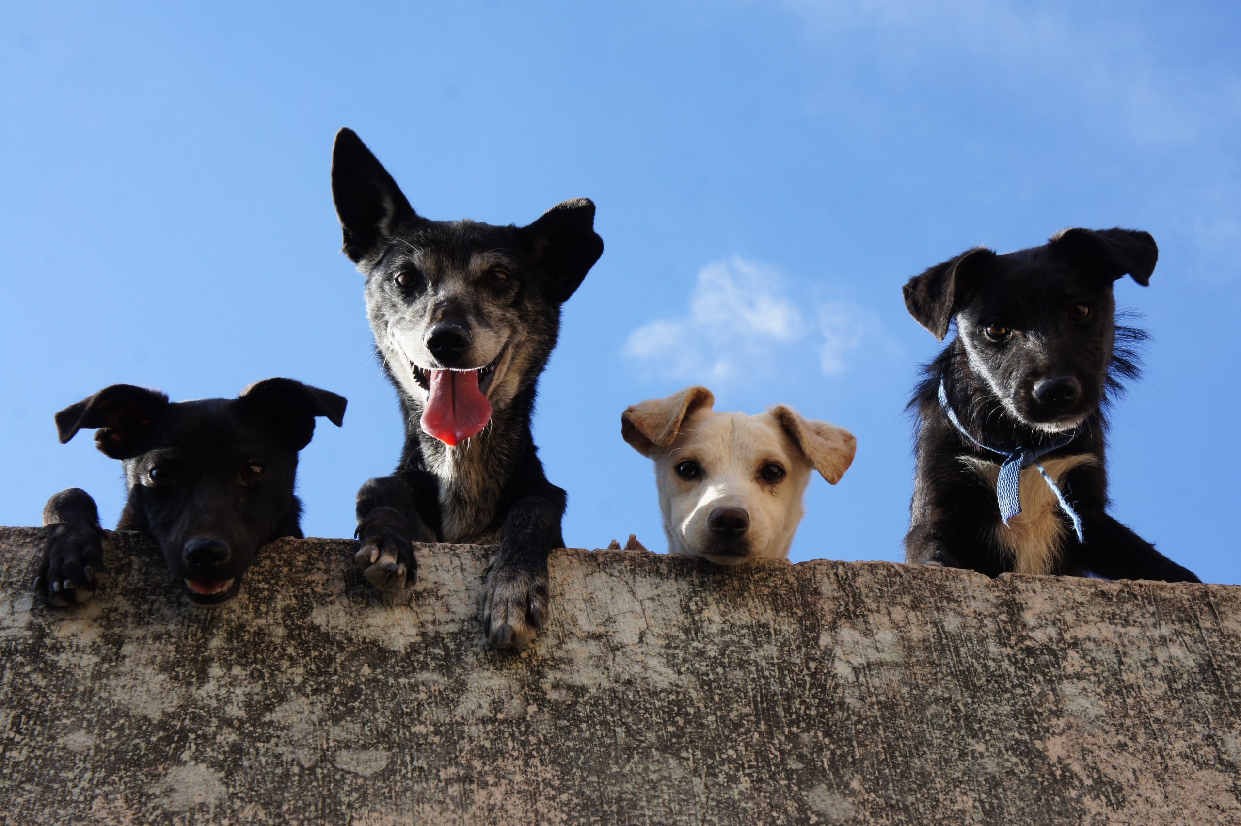 pet adoption events near me - Healthier Pets Today