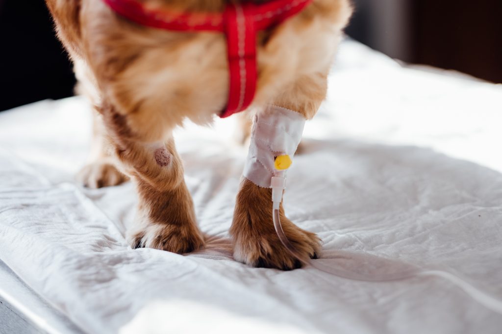 Home again pet recovery - Healthier Pets Today