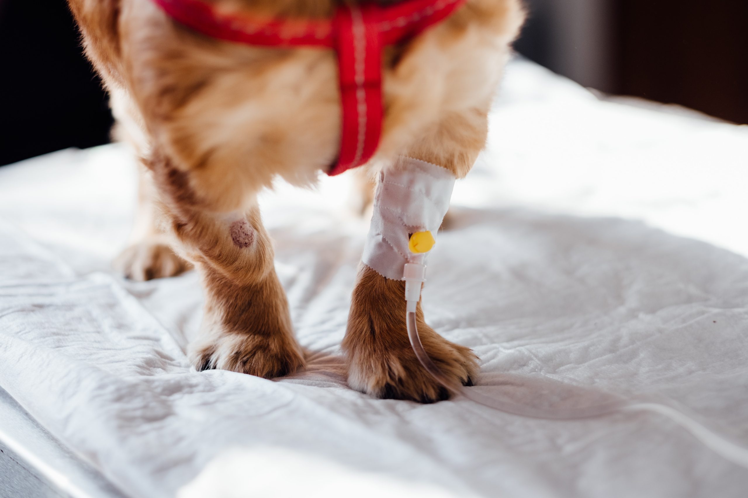 Home again pet recovery - Healthier Pets Today
