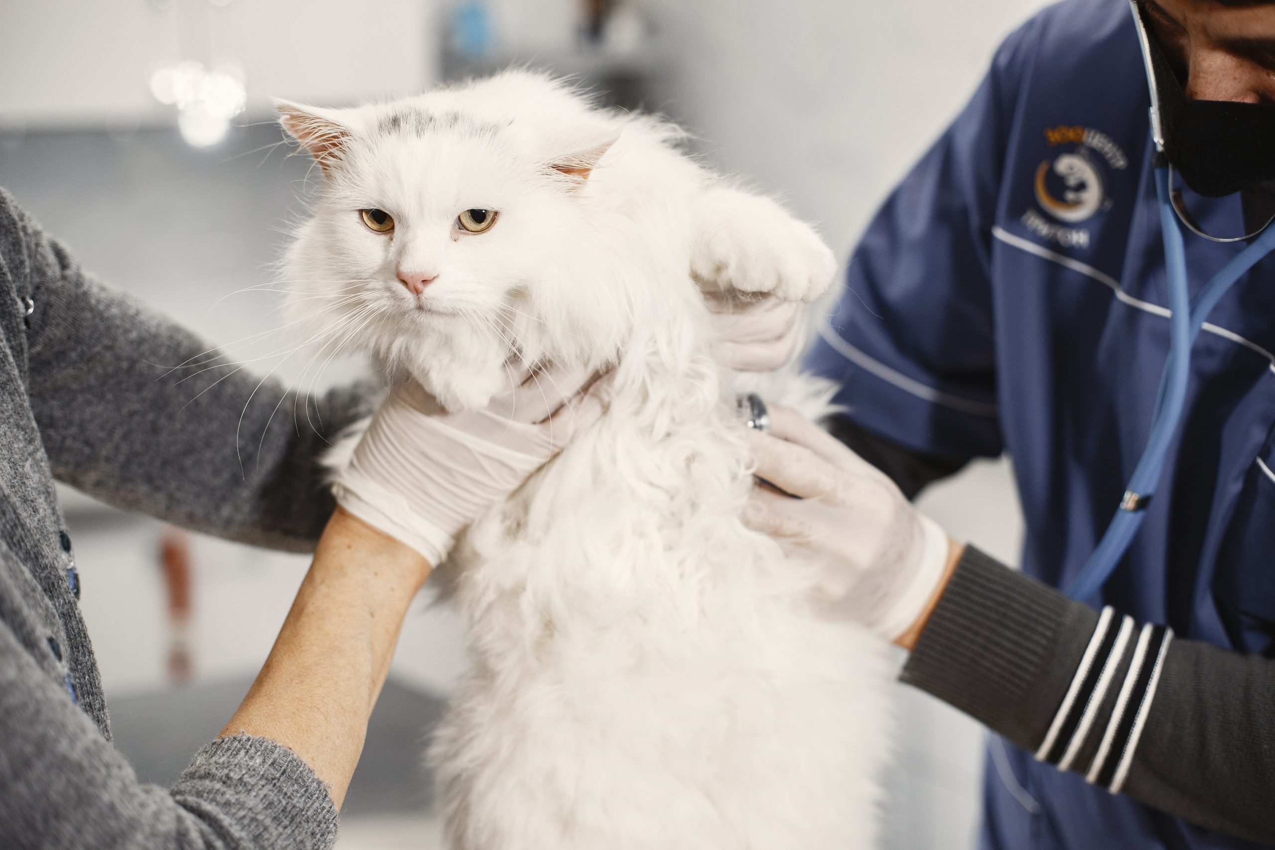 symptoms of dead kitten inside cat - Healthier Pets Today
