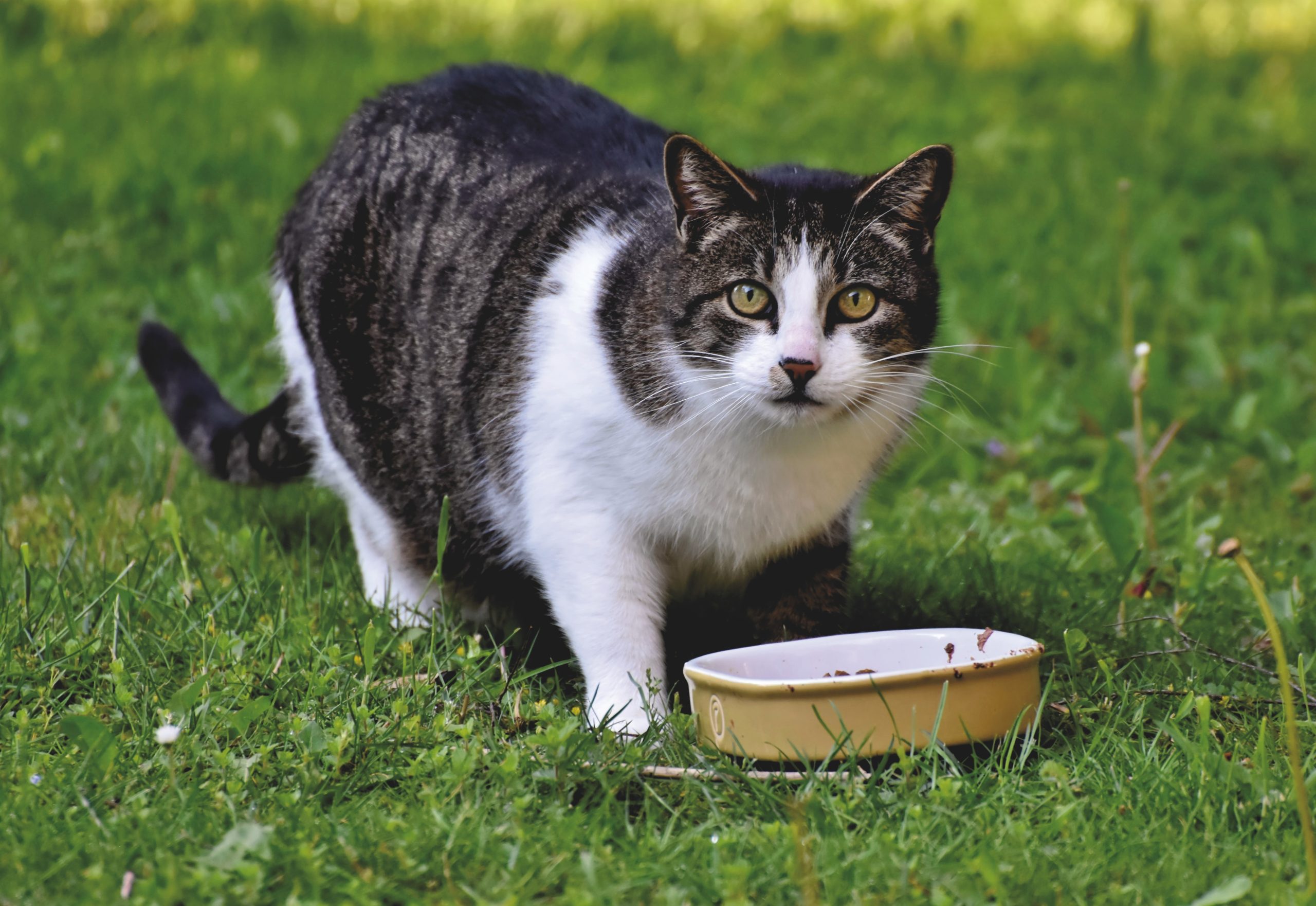 animal ally - Healthier Pets Today
