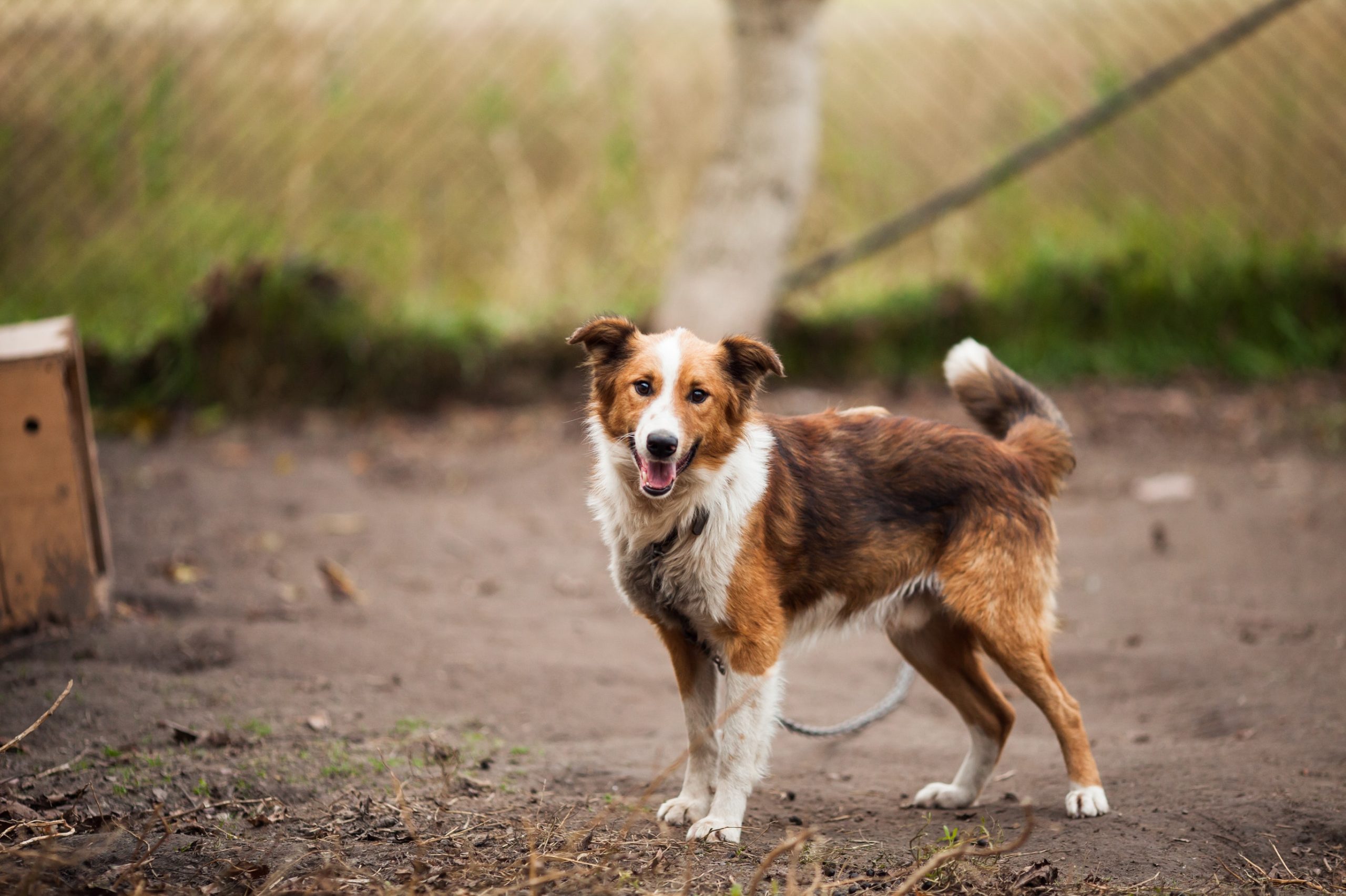 free adopt me pets - Healthier Pets Today