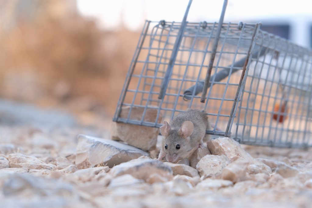 mouse party - Healthier Pets Today