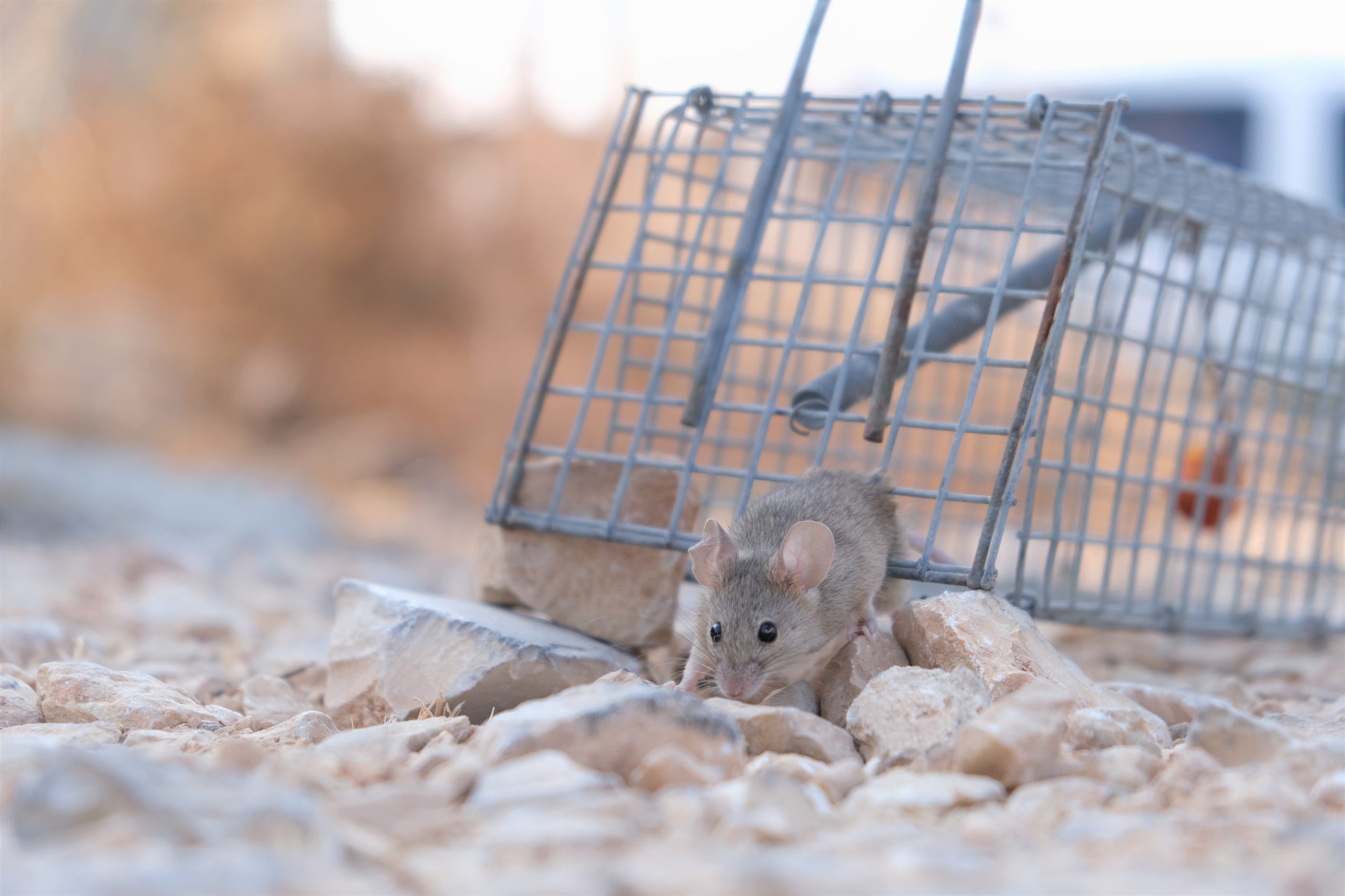 mouse party - Healthier Pets Today