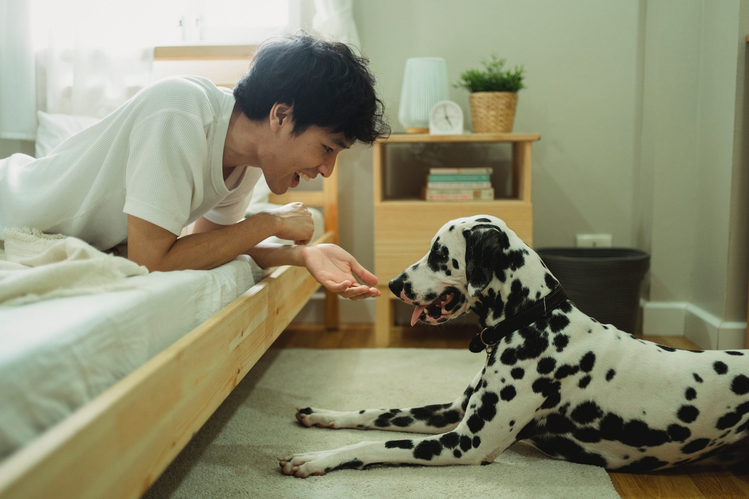 cute dalmatian puppies - Healthier Pets Today