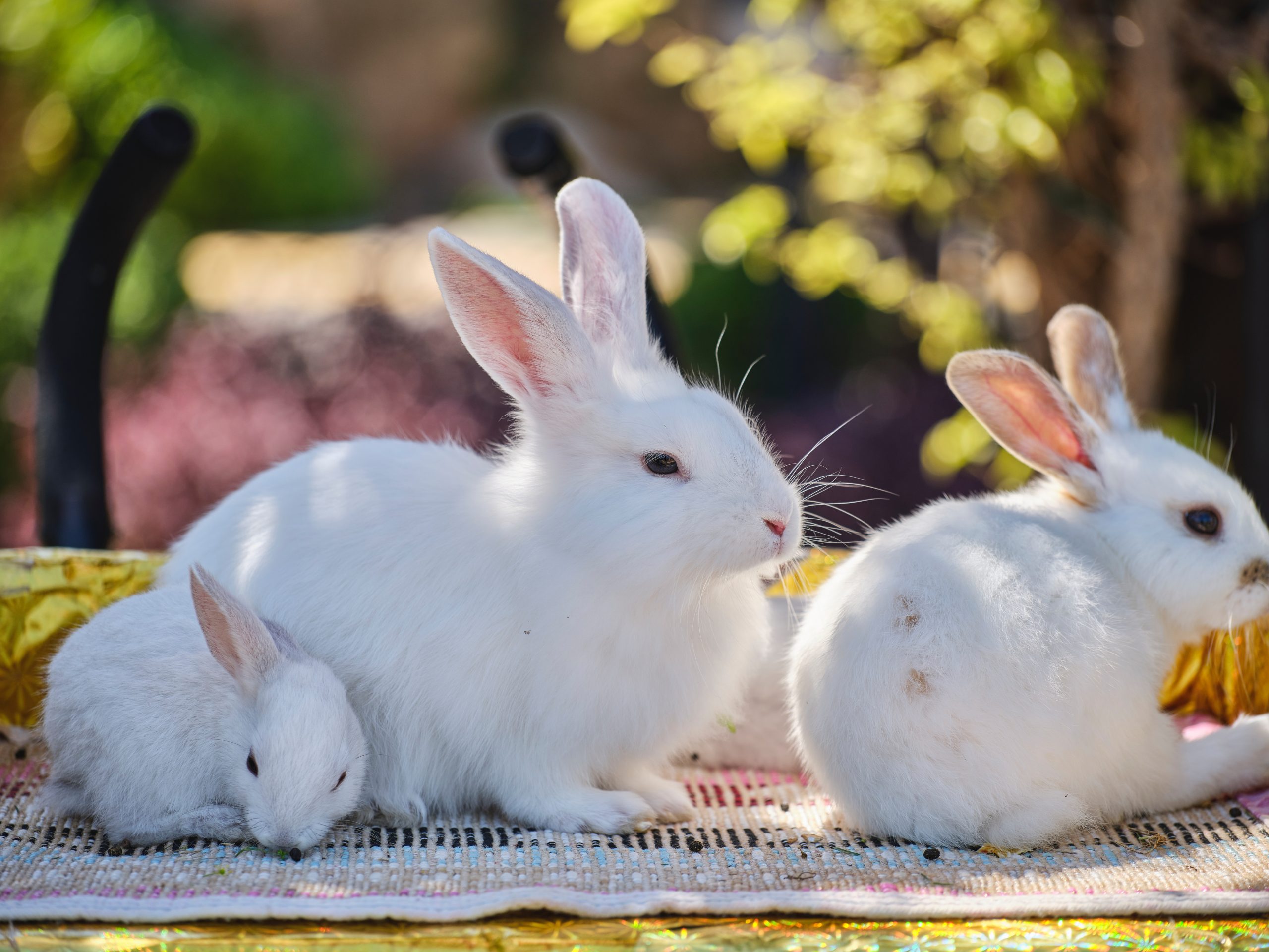 jellycat white bunny