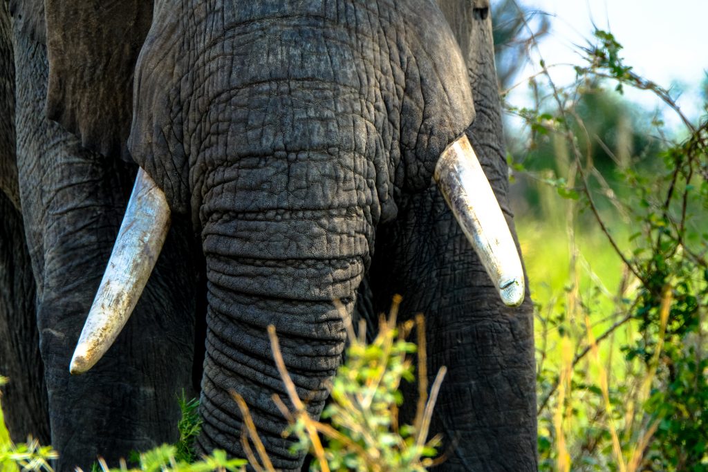 elephant boots - Healthier Pets Today