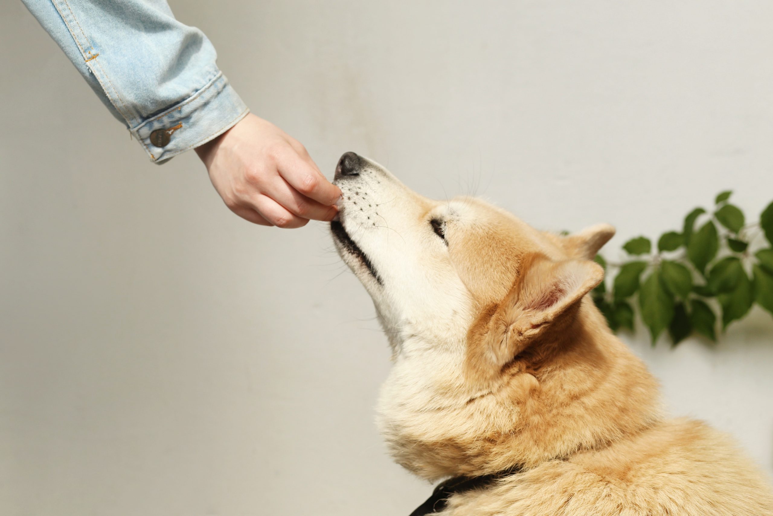 valu pak dog food - Healthier Me Today