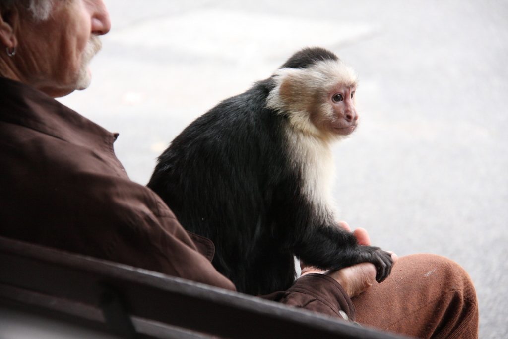 exotic monkey - Healthier Pets Today