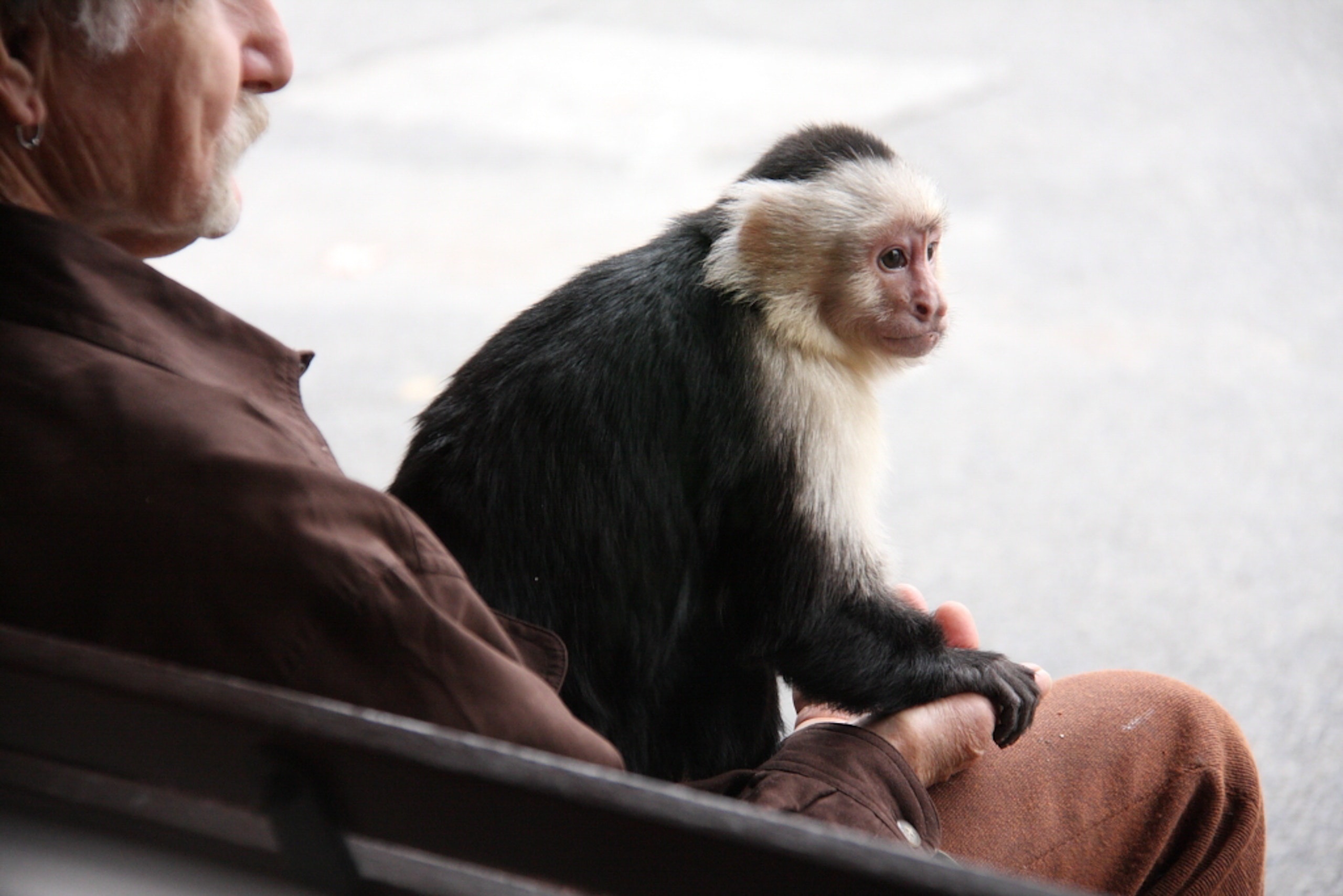 exotic monkey - Healthier Pets Today