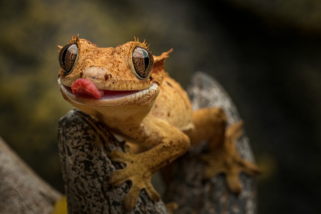 lizard with a crest - Healthier Pets Today