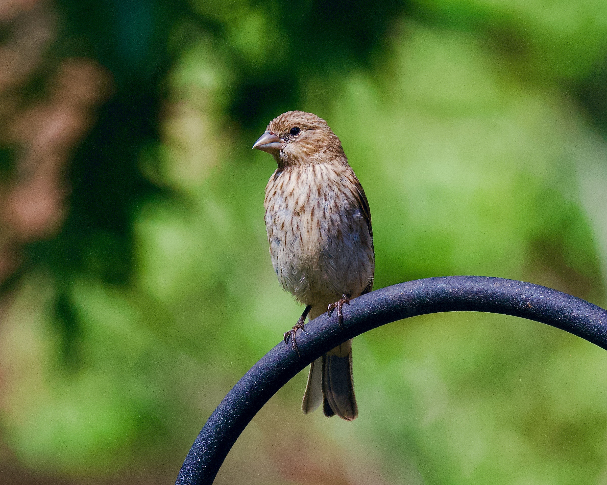 bird whistle - Healthier Pets Today