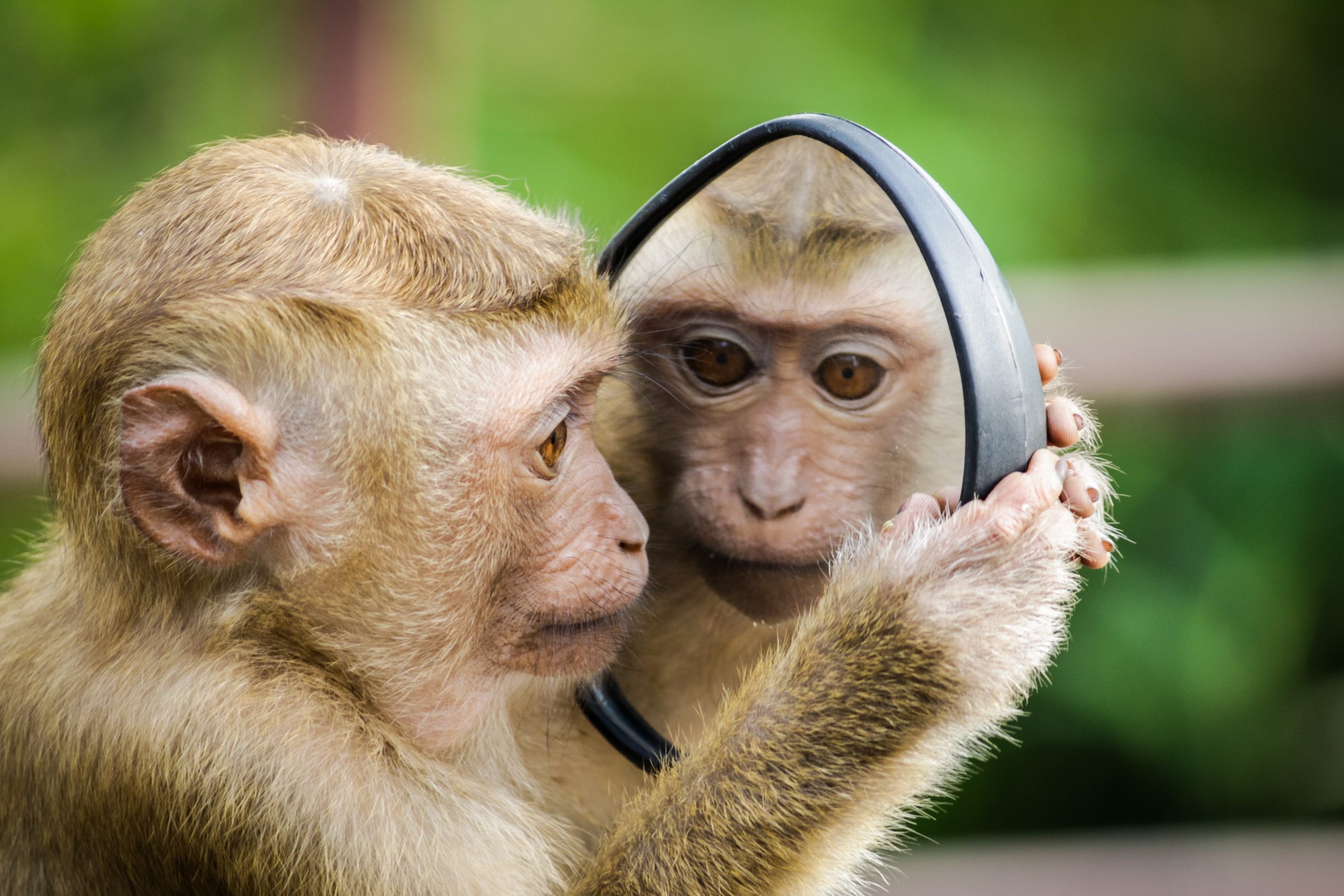 monkey drawers - Healthier Pets Today