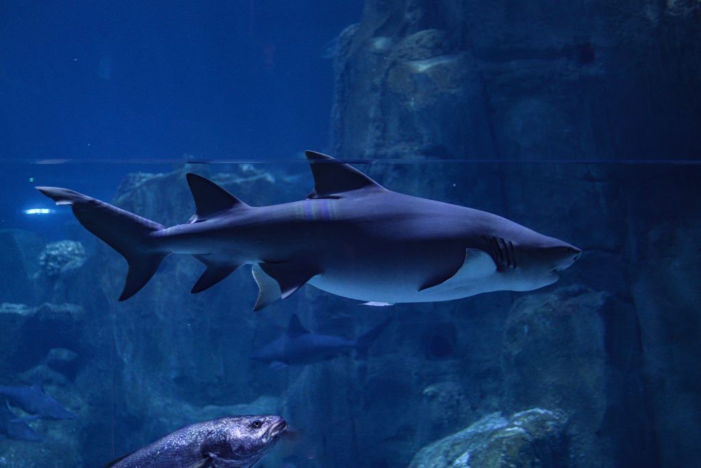 bull shark tooth - Healthier Pets Today