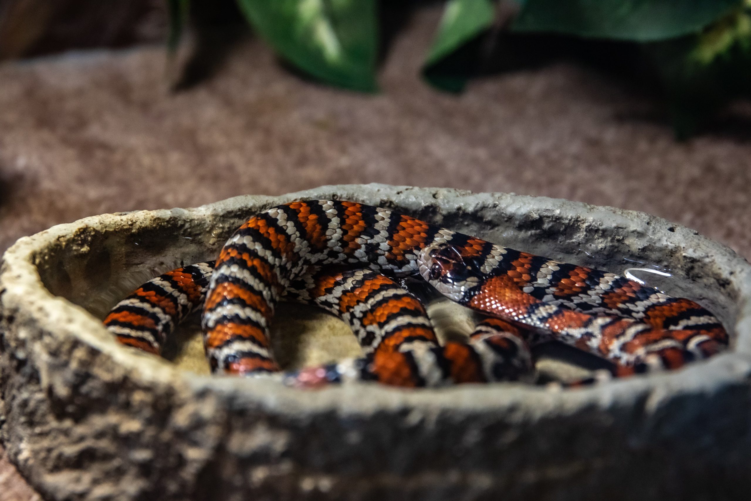 water snake toy - Healthier Pets Today