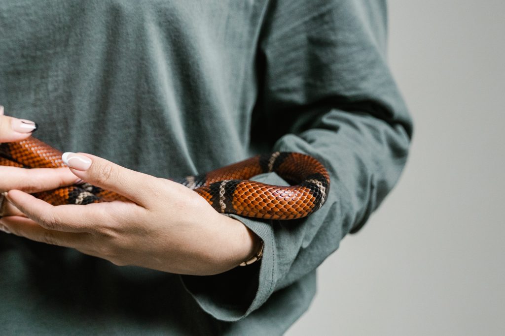 coral snake vs milk snake - Healthier Pets Today