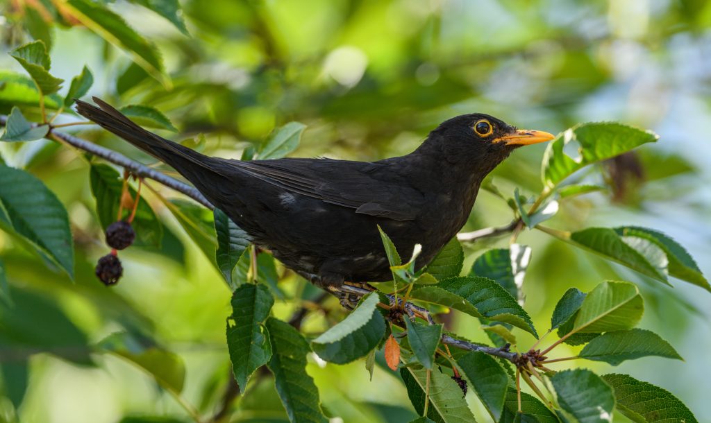 black bird with yellow beak - Healthier Pets Today